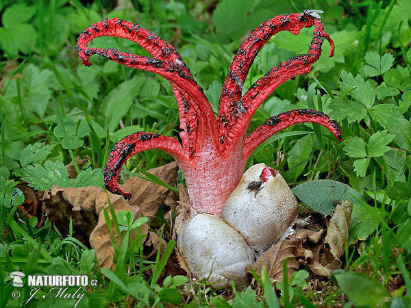 clathrus-archeri-xxx600.jpg