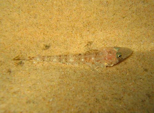 146435-Platycephalus-bassensis-2.jpg
