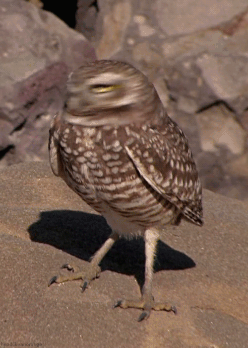 you-have-burrowing-owls-attention