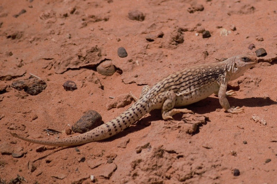 desert-iguana-2370152_960_720.jpg
