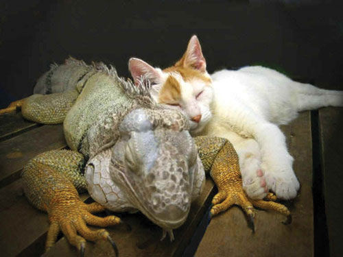 185017-Iguana-and-Cat-1.jpg