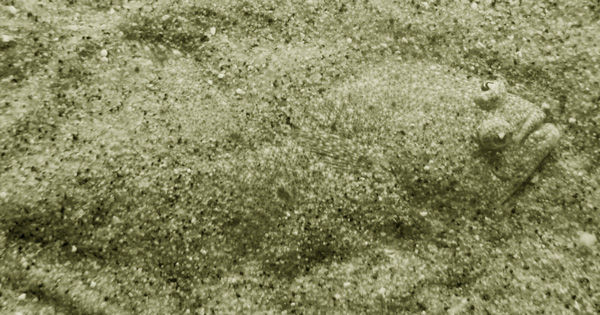 146435-buried_flounder.jpg