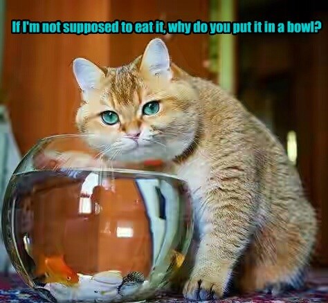 baffling-puzzled-so-tempting