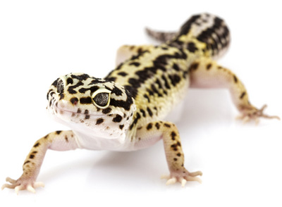 185439-leopard-gecko-1.jpg