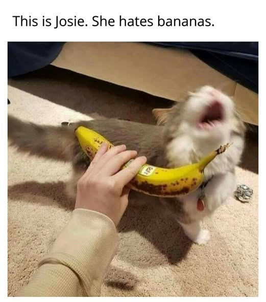 1774829189618.png