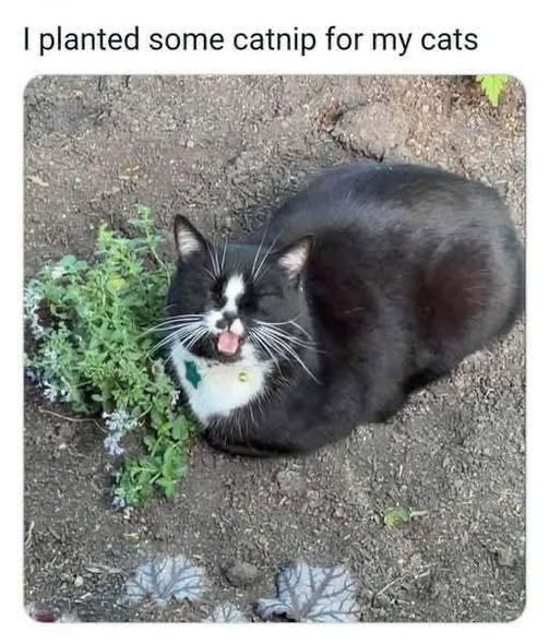 1774829474314.png
