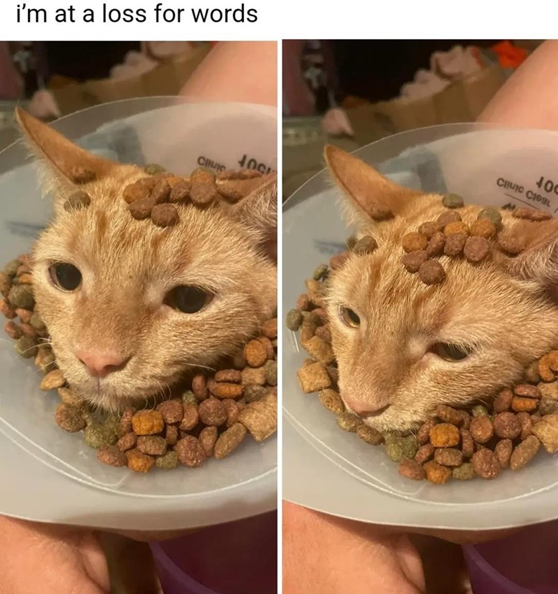 at-loss-words-cuic-10-civic-col