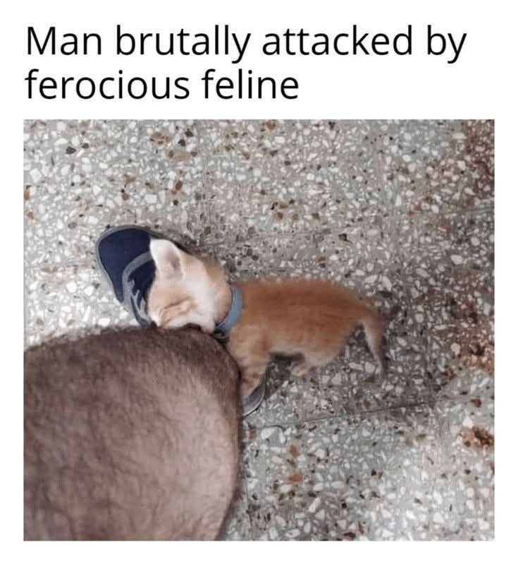 man-brutally-attacked-by-ferocious-feline