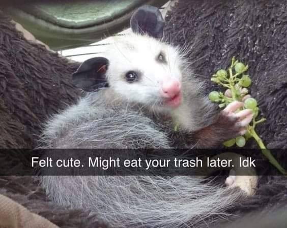 felt-cute-might-eat-trash-later-idk