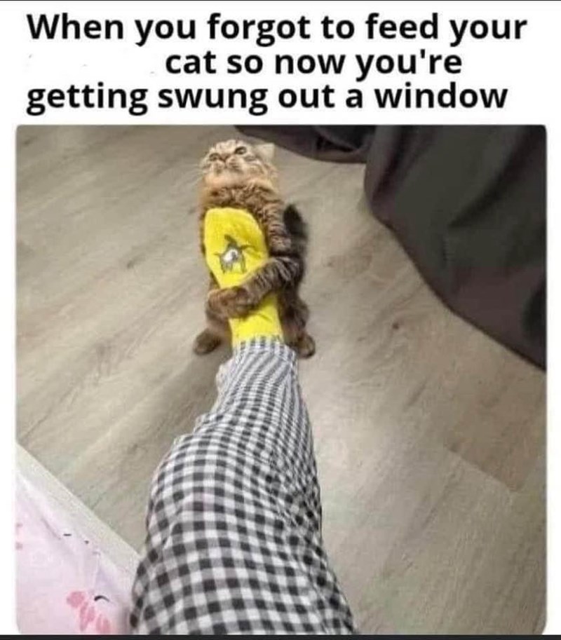 forgot-feed-cat-so-now-getting-swung-out-window