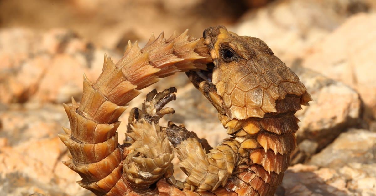 Armadillo-Lizard-header.jpg