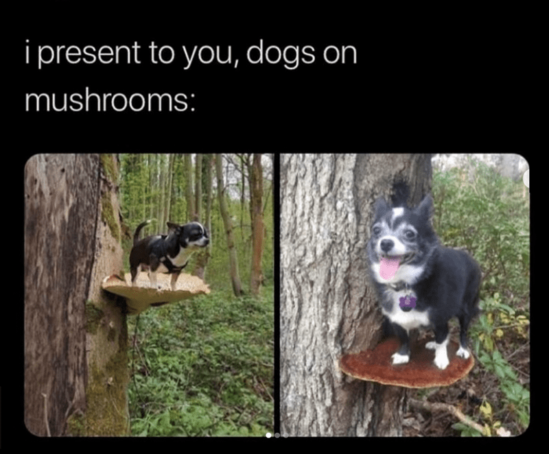 present-dogs-on-mushrooms