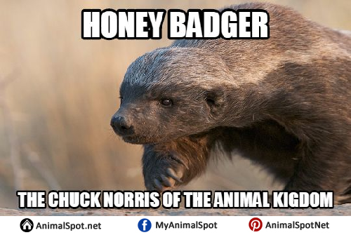 honey-badger.png