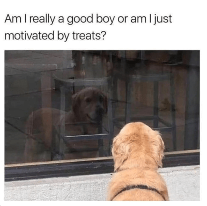 am-really-good-boy-or-am-just-motivated-by-treats