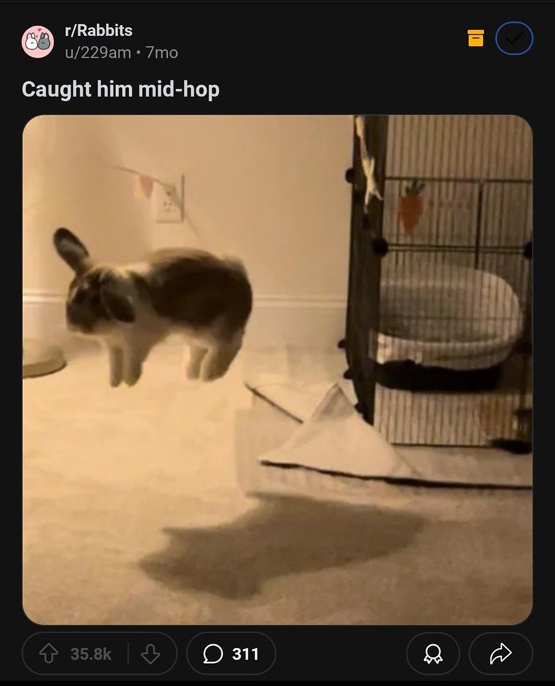 rrabbits-u229am-7mo-caught-him-mid-hop-358k-311-d-r