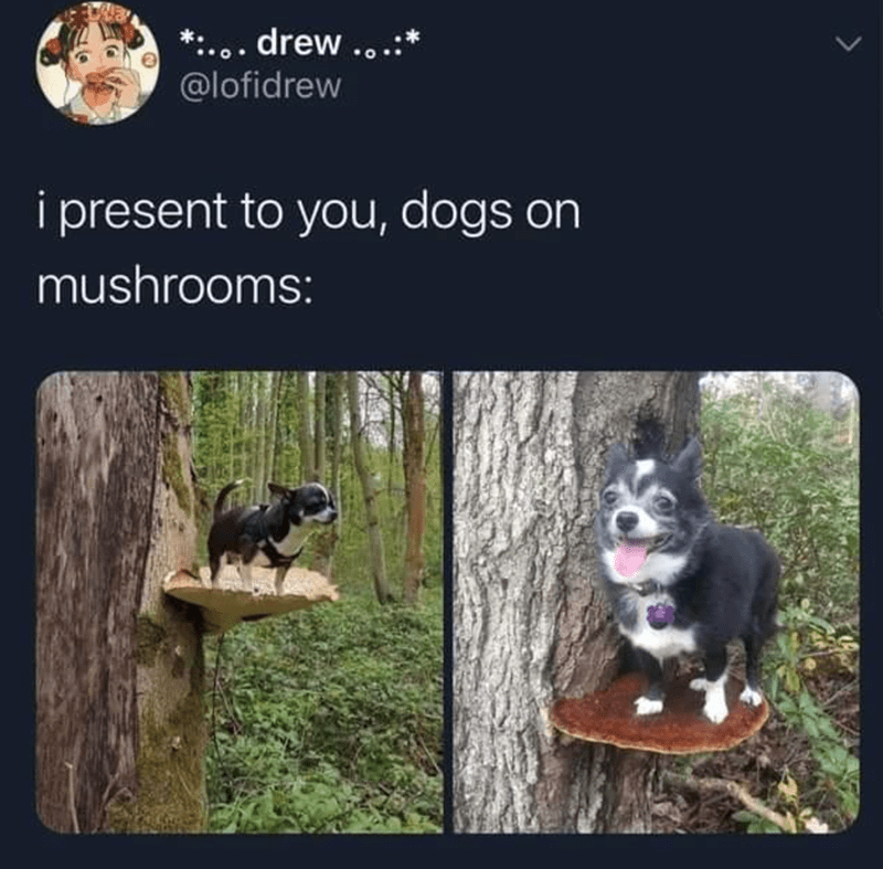 drew-lofidrew-present-dogs-on-mushrooms