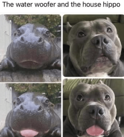 water-woofer-and-house-hippo