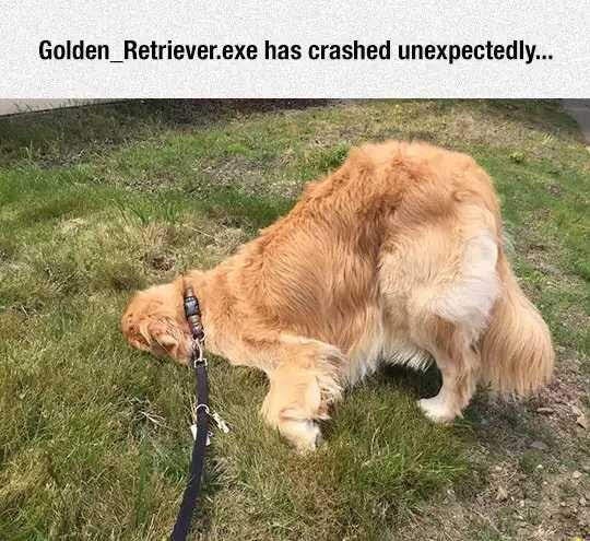 golden-retrieverexe-has-crashed-unexpectedly