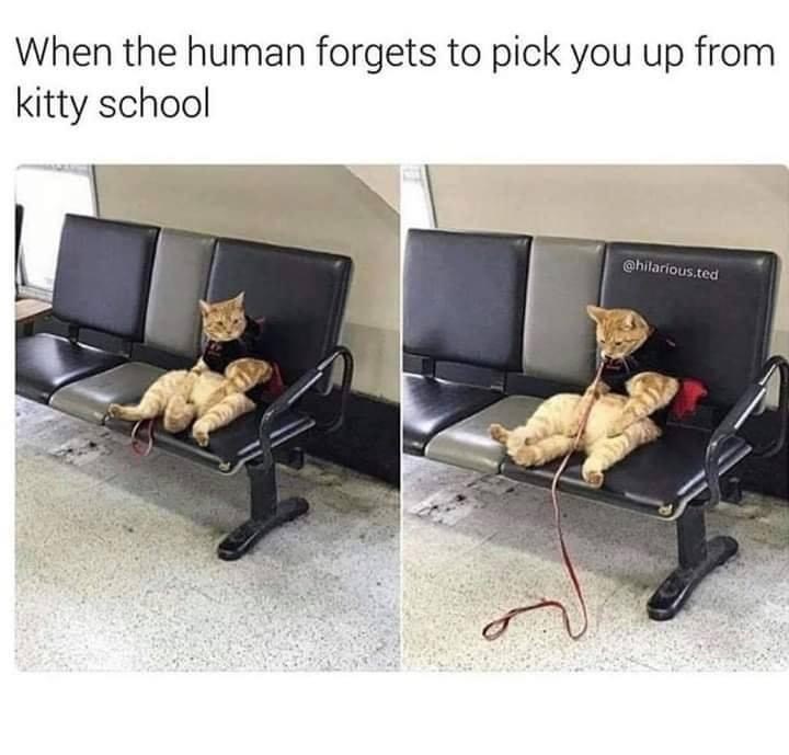 human-forgets-pick-up-kitty-school-hilariousted