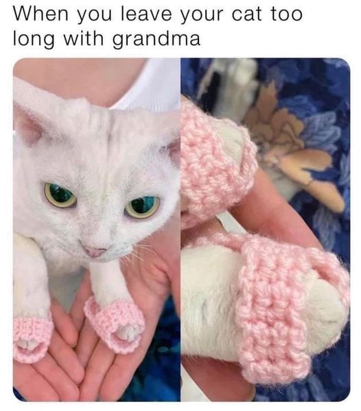 leave-cat-too-long-with-grandma