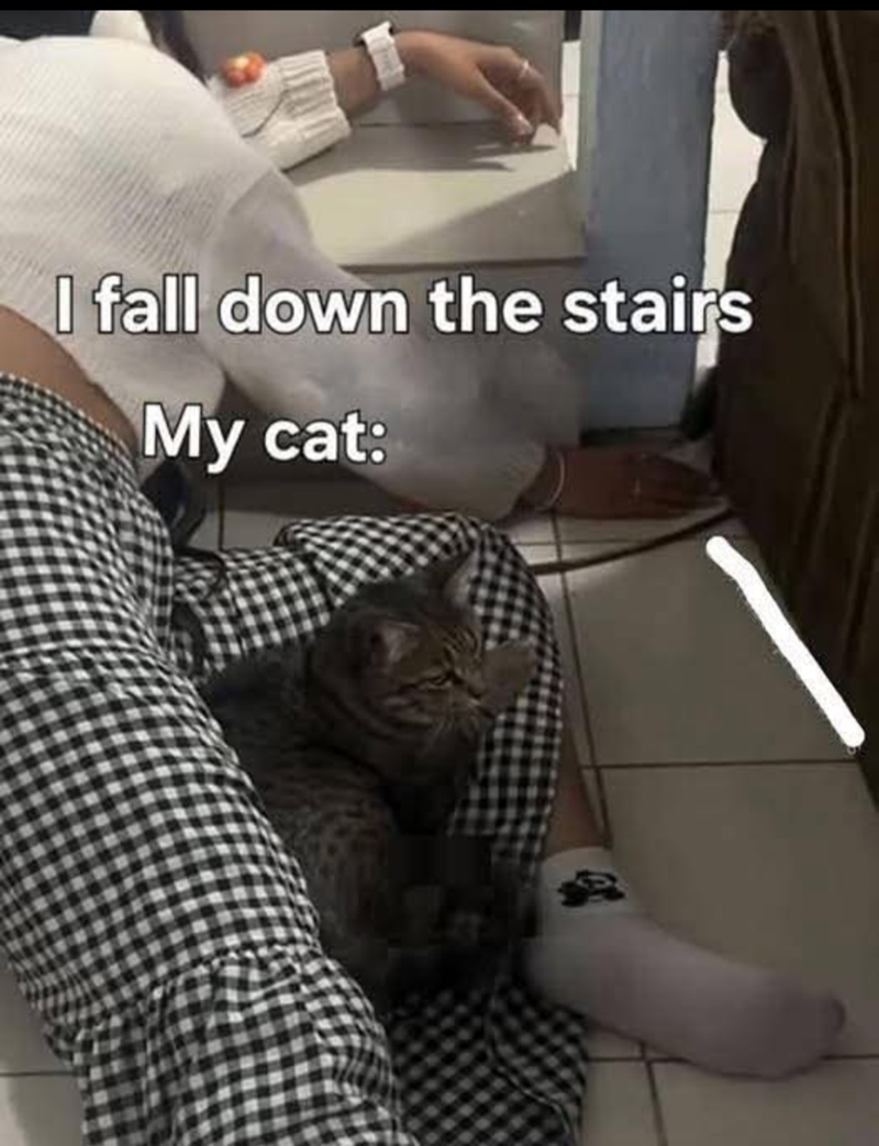 fall-down-stairs-my-cat