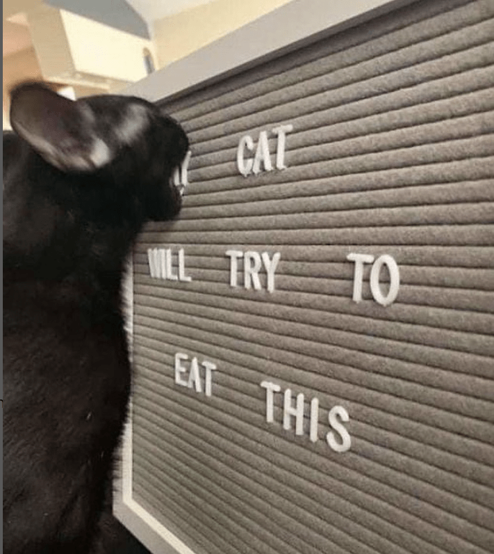 cat-mel-try-eat-this