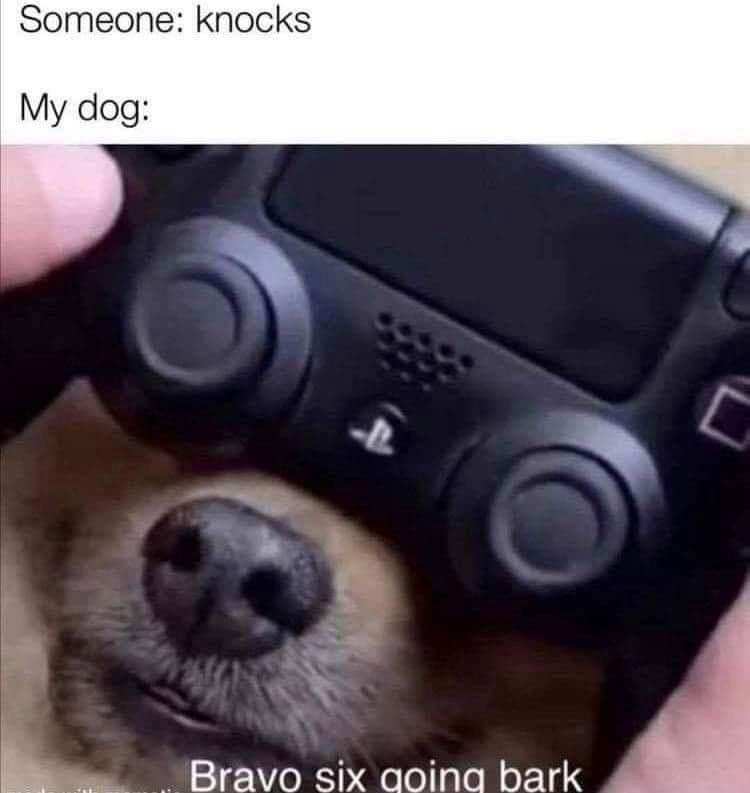 someone-knocks-my-dog-4-bravo-six-going-bark