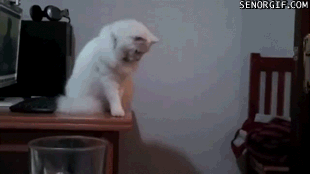 this-cat-doesnt-want-to-share-his-space