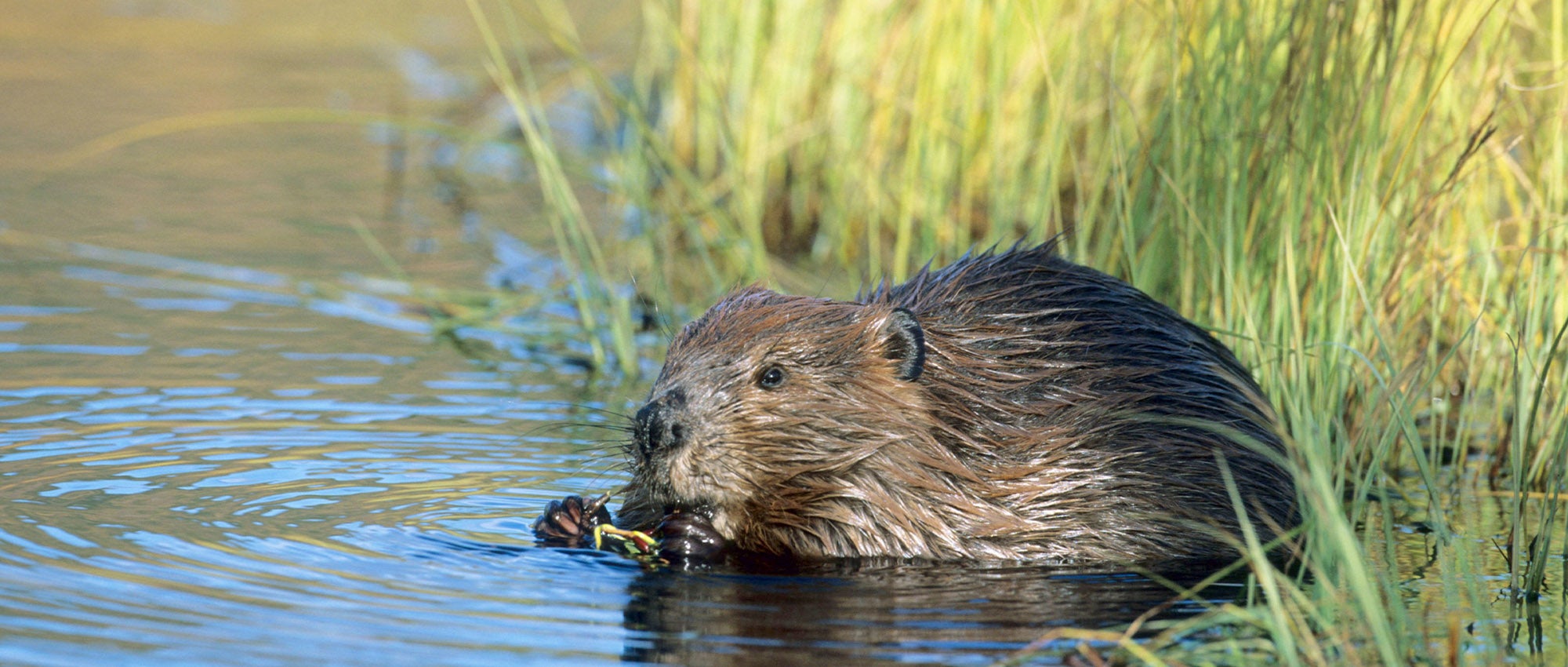 beaver-303232.jpg