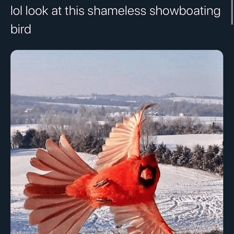 lol-look-at-this-shameless-showboating-bird