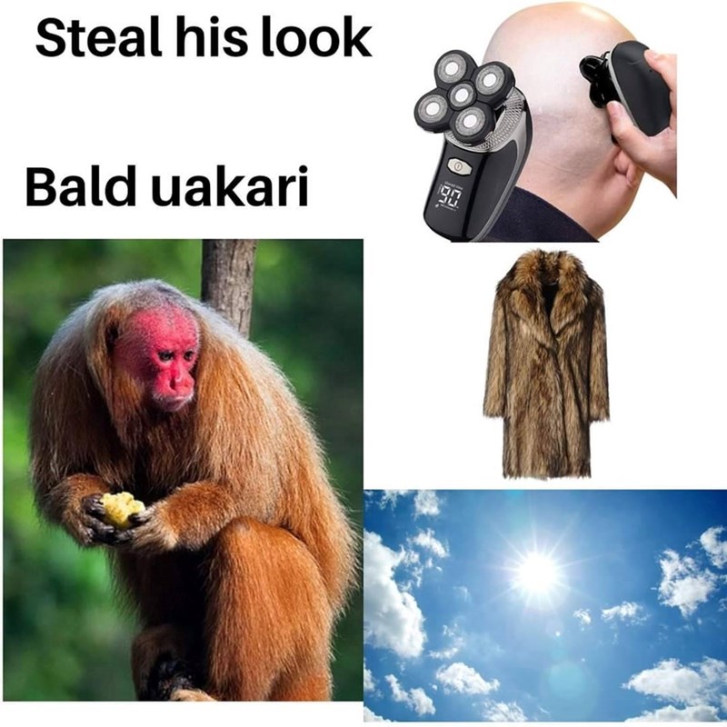 steal-his-look-bald-uakari