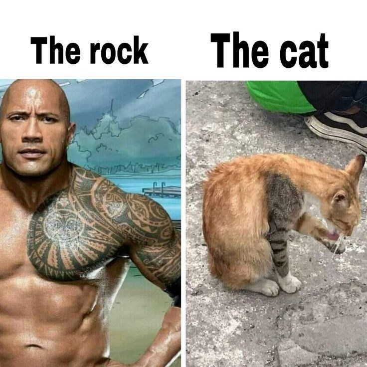 rock-cat