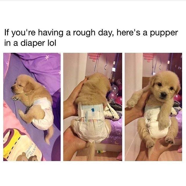 daddy-if-having-rough-day-heres-pupper-diaper-lol