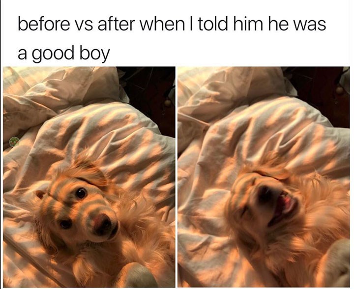 dog-before-vs-after-told-him-he-good-boy