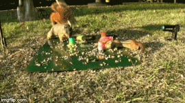 springtime-for-squirrels