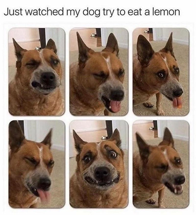 just-watched-my-dog-try-eat-lemon