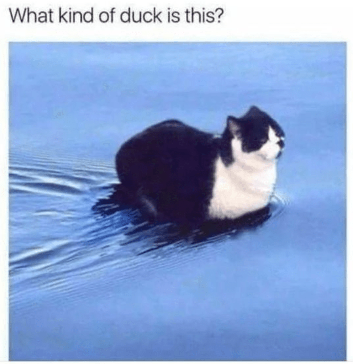 kind-duck-is-this