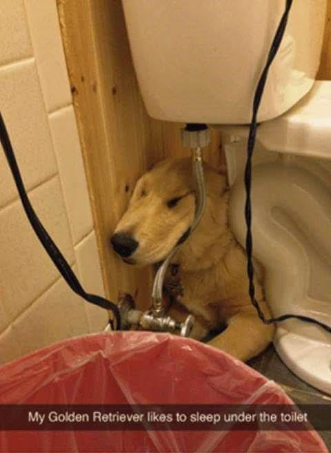 my-golden-retriever-likes-sleep-under-toilet