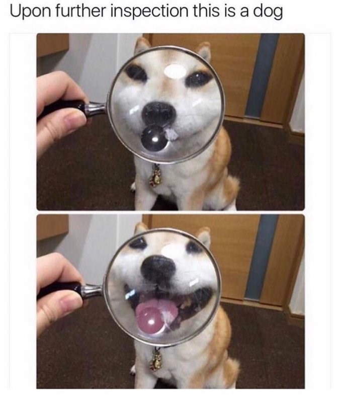 upon-further-inspection-this-is-dog