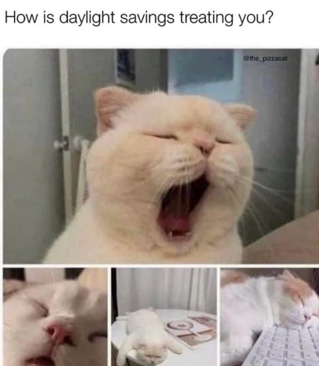 is-daylight-savings-treating-the_pizzacat