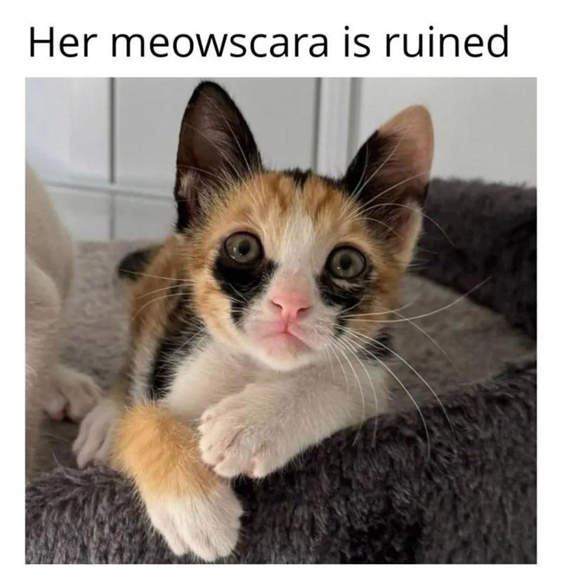 her-meowscara-is-ruined
