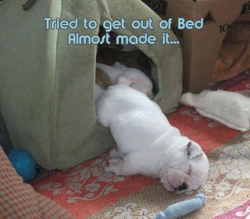 tried-get-out-bed-almost-made-10
