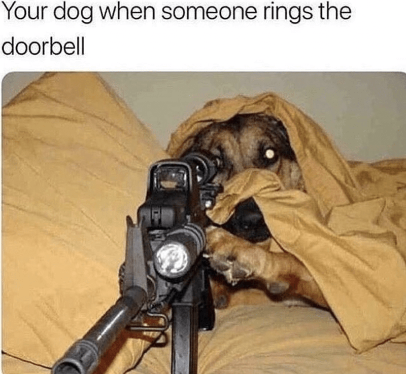dog-someone-rings-doorbell