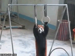 red-panda-does-his-work-out