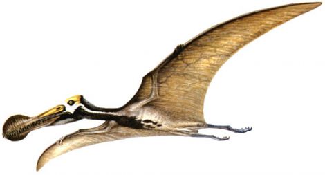 182773-flying_dinosaur-pterosaurus-Tropeognathus.jpg