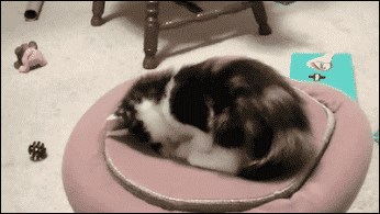 cats-toy-around-with-portals