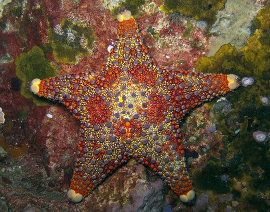 Firebrick-starfish.jpg