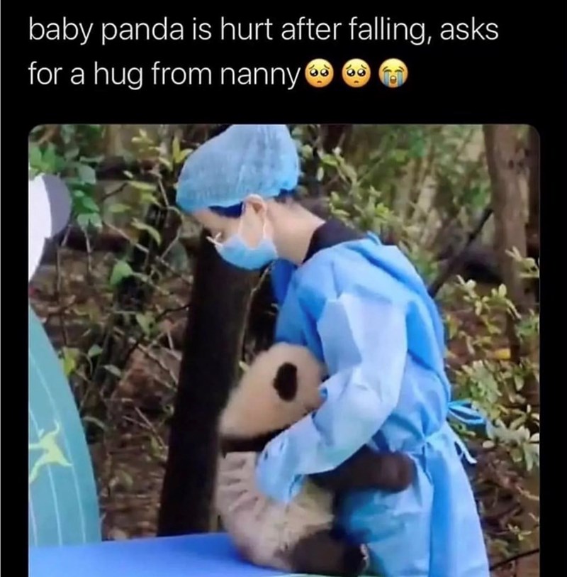 baby-panda-is-hurt-after-falling-asks-hug-nanny