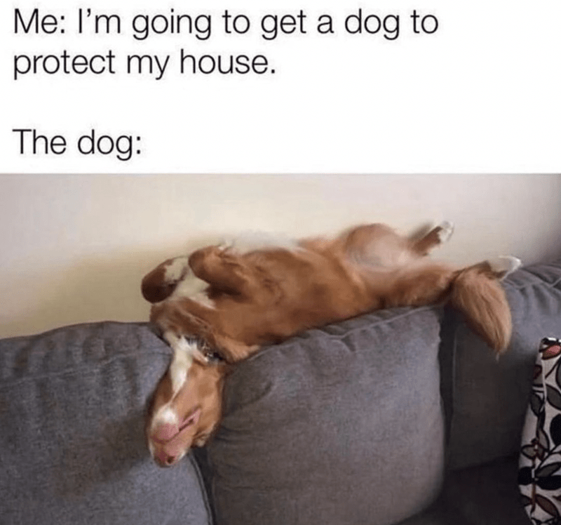 going-get-dog-protect-my-house-dog