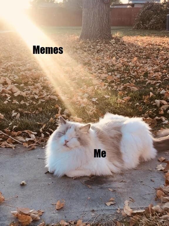 memes